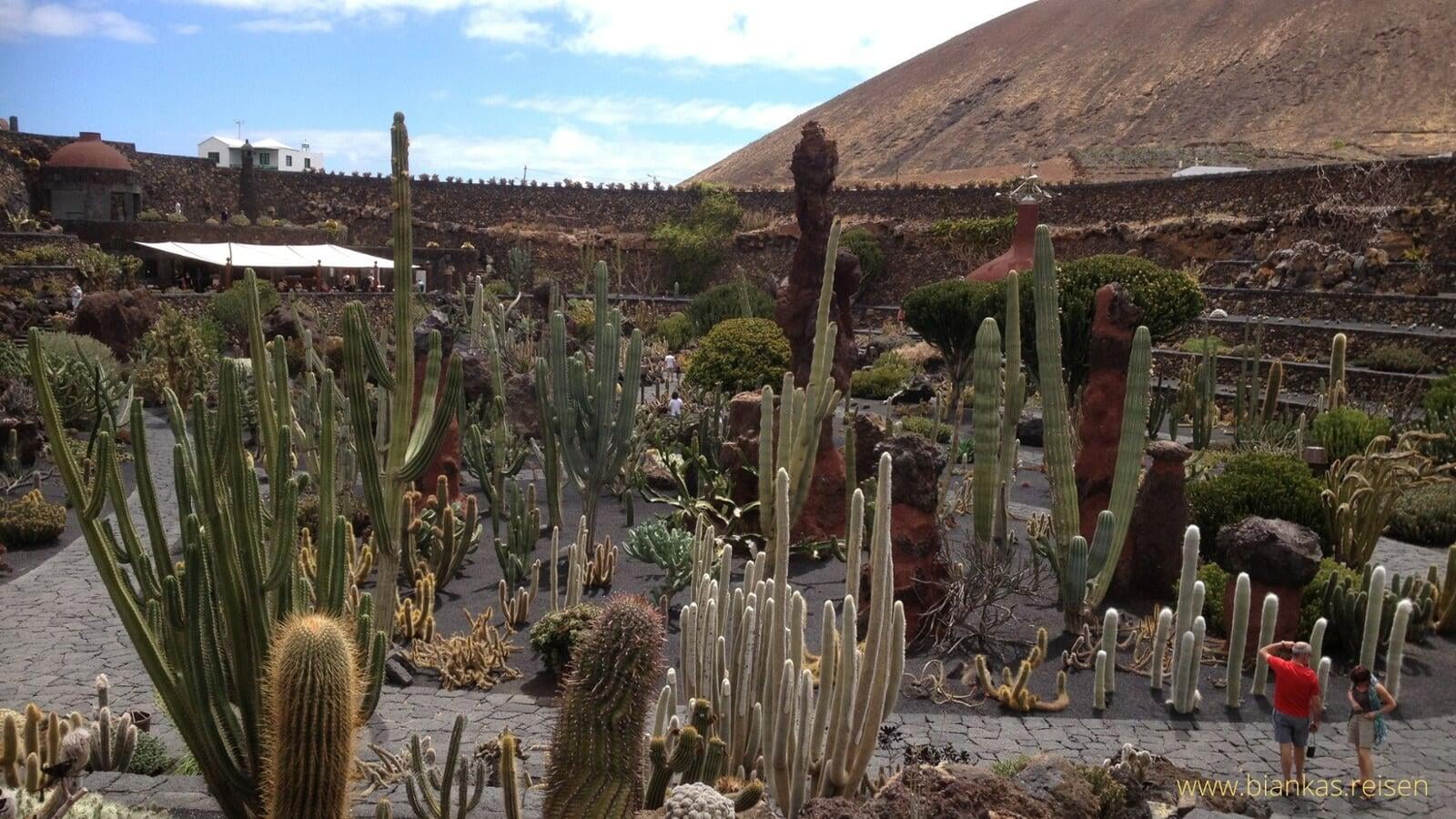 Jardin de Cactus